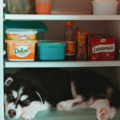 A cute husky puppy relaxing inside a kitchen refrigerator surrounded by food items.