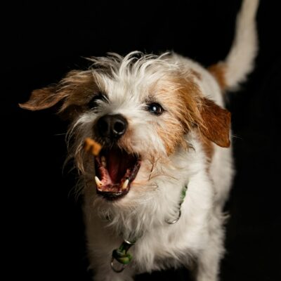 Photo by Bastian Riccardi Adorable terrier dog joyfully catching a treat against a dark background.