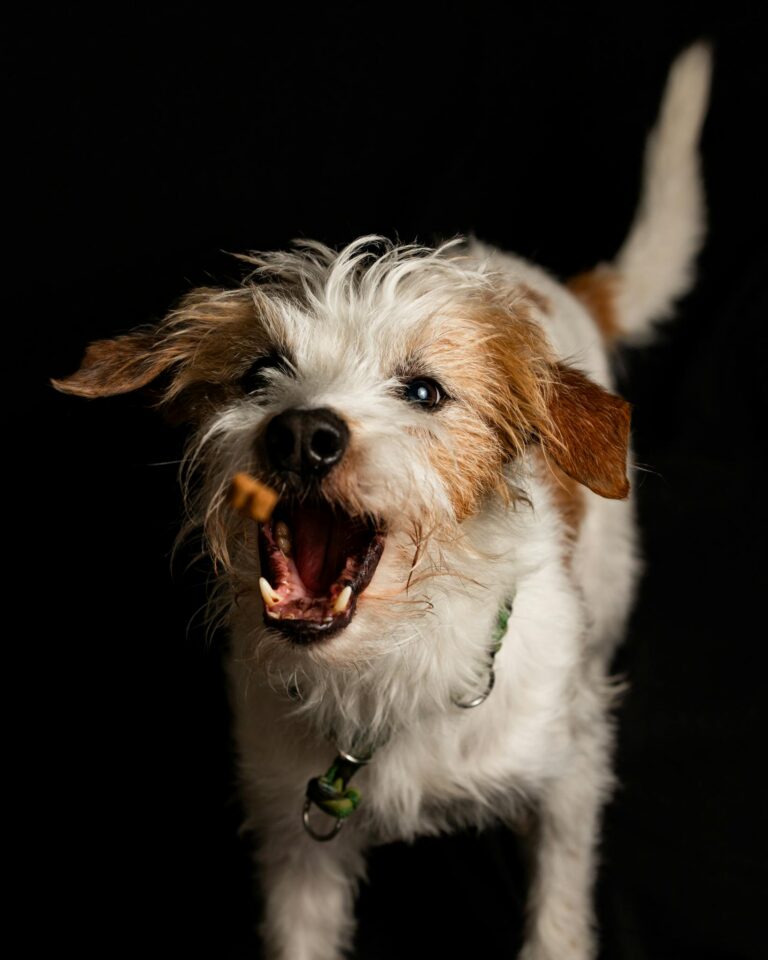 Adorable terrier dog joyfully catching a treat against a dark background.