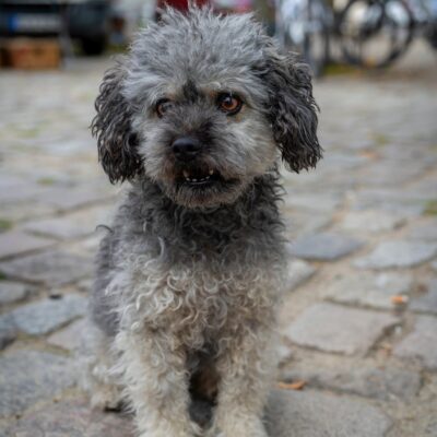 bolonka zwetna kleiner Hund