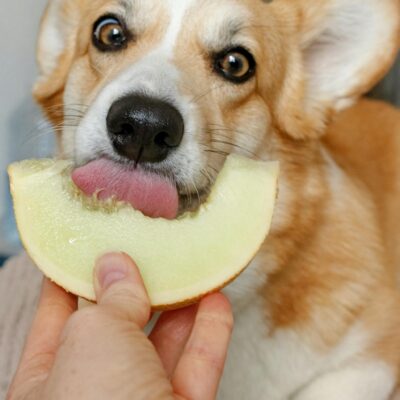 Cute corgi licking a slice of melon in a playful indoor setting.