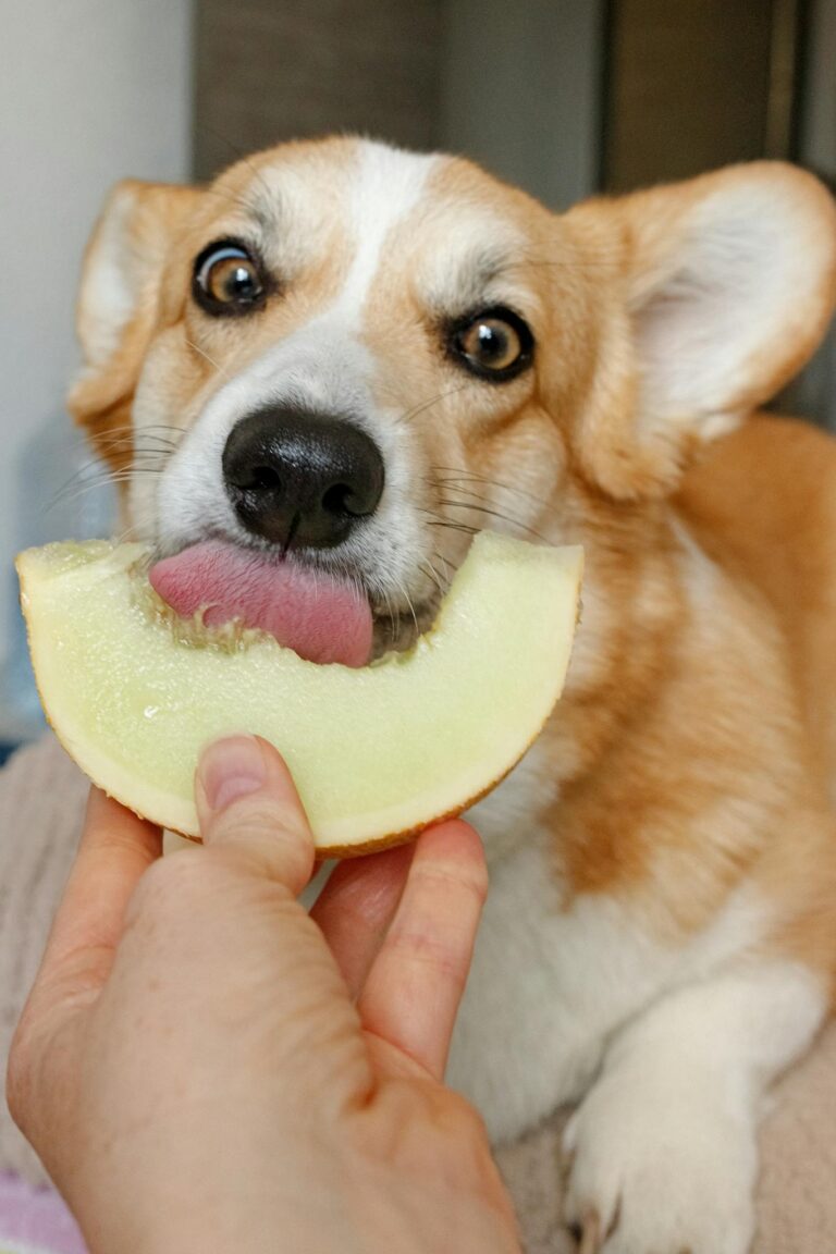 Cute corgi licking a slice of melon in a playful indoor setting.