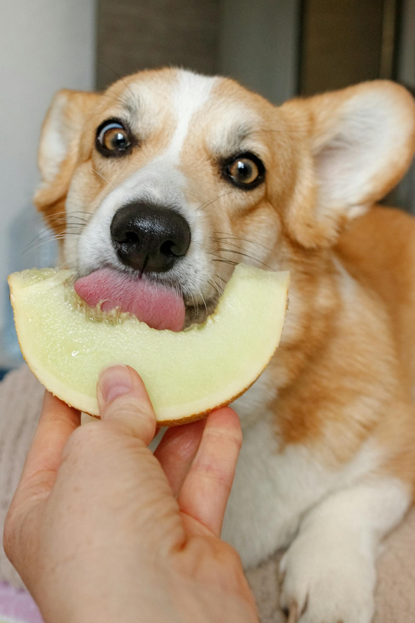Cute corgi licking a slice of melon in a playful indoor setting.