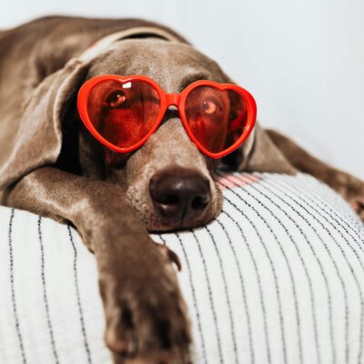 Cute dog lounging indoors with red heart sunglasses, lying relaxed on a cushion.