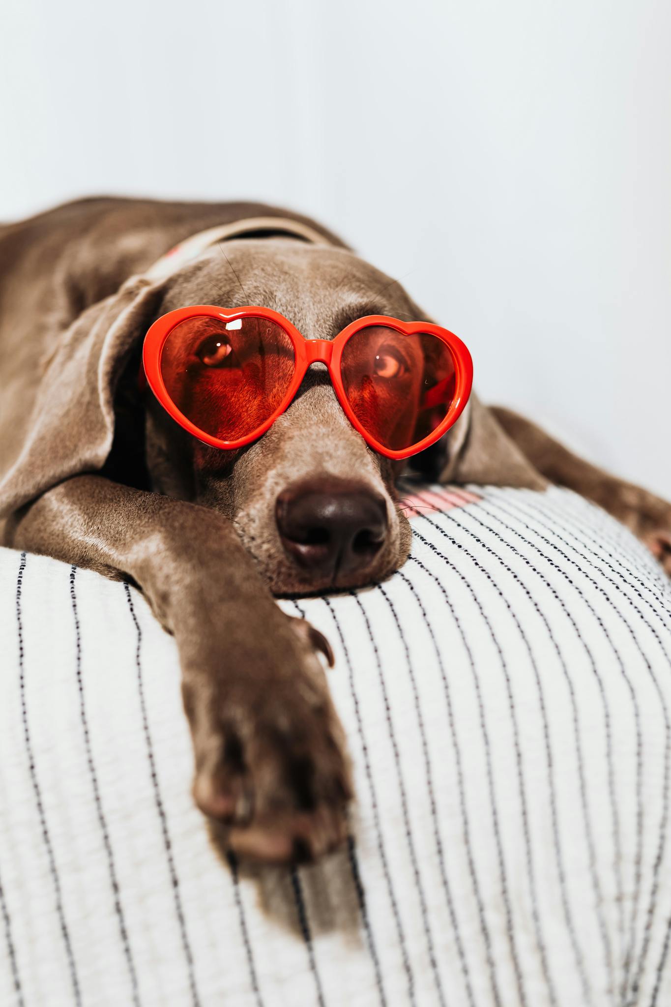 Cute dog lounging indoors with red heart sunglasses, lying relaxed on a cushion.